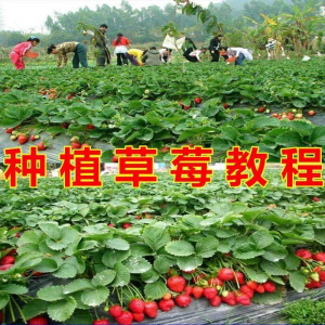 草莓种植技术全套视频教程大全科学培训方法经验大棚栽培教程资料-虚拟货源仓
