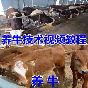 养牛养羊视频教程疾病防治挤奶牛场建设放牧饲养猪技术全套发育-虚拟货源仓
