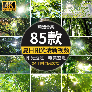 4K夏日阳光透过树叶森林空境升格大自然唯美清新绿叶实拍视频素材-虚拟货源仓
